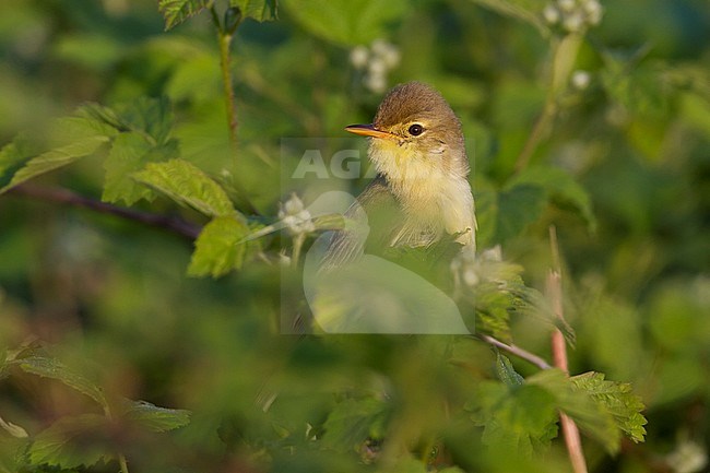 Melodious Warbler - Orpheusspötter - Hippolais polyglotta, Germany stock-image by Agami/Ralph Martin,