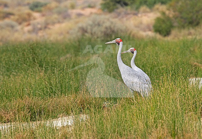Brolga (Antigone rubicunda) This species is the official bird emblem of the state of Queensland stock-image by Agami/Pete Morris,