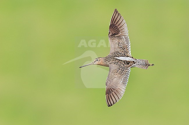 Adult in transition to breeding
Galveston Co., TX
May 2023 stock-image by Agami/Brian E Small,