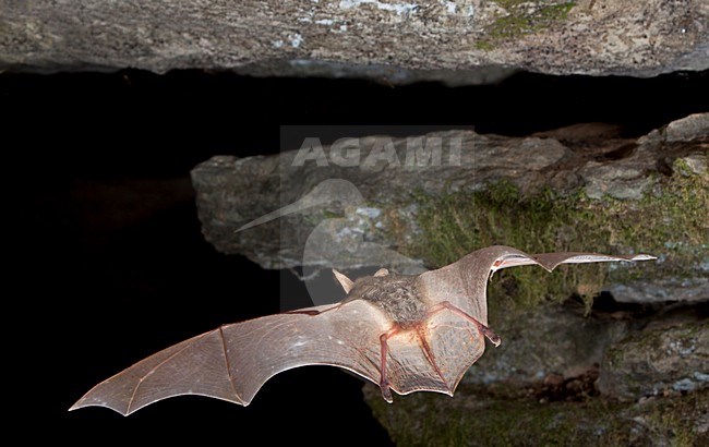 Vale Vleermuis verlaat grot, Greater Mouse-eared Bat leaving cave stock-image by Agami/Theo Douma,