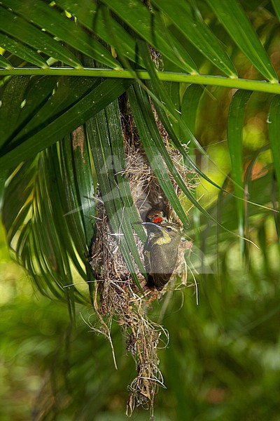 Ornate Sunbird (CInnyris ornatus andamanicus) female feeding chick in nest suspended on a palm frond stock-image by Agami/Andy & Gill Swash ,