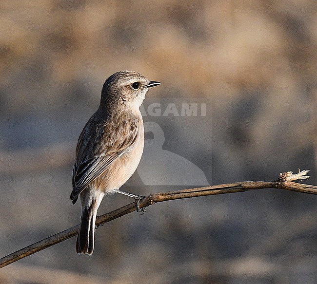 Female White-tailed Stonechat (Saxicola leucurus) near Bagan in Myanmar. stock-image by Agami/Laurens Steijn,