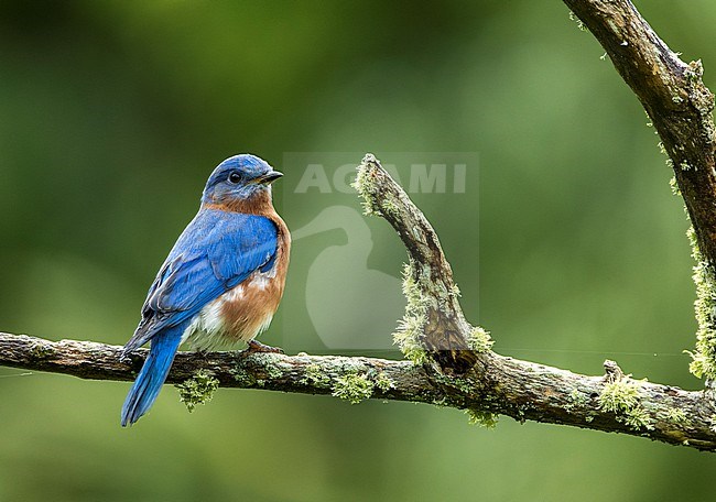 Male Eastern Bluebird, Sialia sialis bermudensis, during late autumn on Bermuda. Endemic subspecies. stock-image by Agami/Marc Guyt,