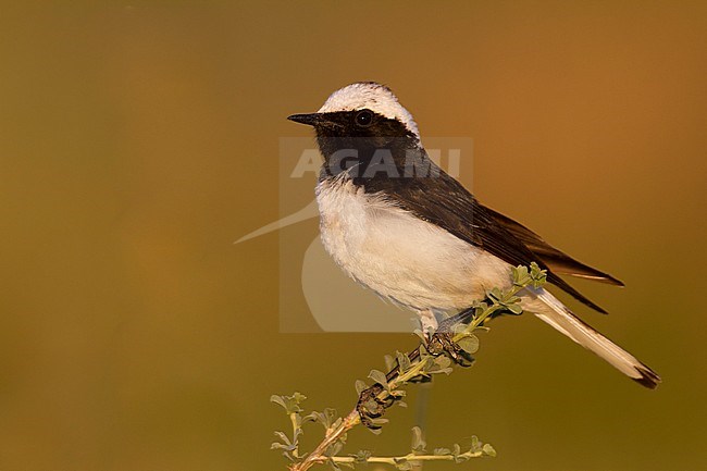 Pied Wheatear - Nonnensteinschmätzer - Oenanthe pleschanka, Kazakhstan, adult male stock-image by Agami/Ralph Martin,