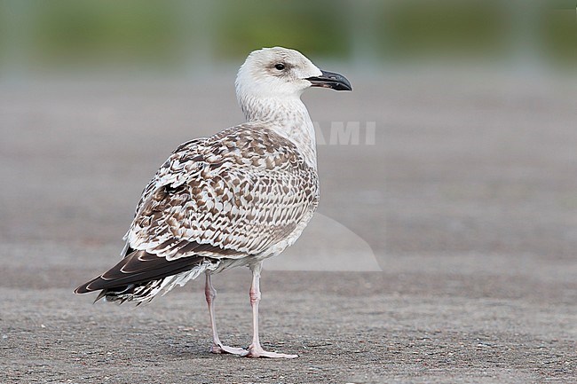 Grote Mantelmeeuw; Great Black-backed Gull; Larus marinus, Germany, 1st W stock-image by Agami/Ralph Martin,