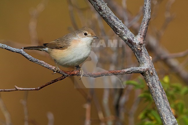 Autumn plumaged Eastern Subalpine Warbler (Curruca cantillans cantillans) in Italy. stock-image by Agami/Daniele Occhiato,