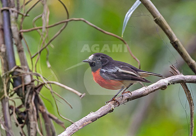Male Solomons Robin (Petroica polymorpha) in the Solomon Islands. stock-image by Agami/Pete Morris,