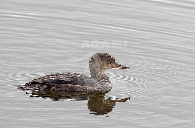 First-winter Hooded Merganser (Lophodytes cucullatus) swimming in a lake in Quebec, Canada stock-image by Agami/Ian Davies,