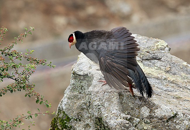 Tibetan eared pheasant (Crossoptilon harmani) a male with it's wings out stock-image by Agami/James Eaton,