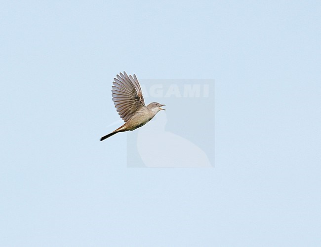 Adult male Common Whitethroat (Sylvia communis) in song flight, singing and flying against a blue sky, showing underwing stock-image by Agami/Ran Schols,