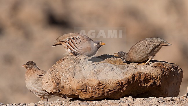 Sand Partridges (Ammoperdix heyi) drinking..Israel, Asia stock-image by Agami/Markku Rantala,