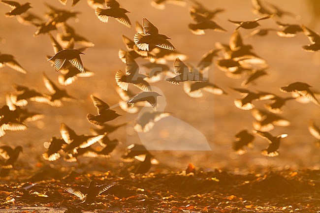 Common Starling - Star - Sturnus vulgaris ssp. vulgaris, Germany stock-image by Agami/Ralph Martin,
