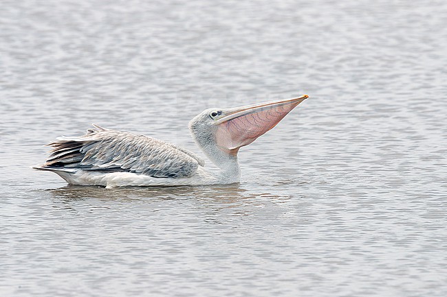 Pink-backed Pelican (Pelecanus rufescens) at Lake Naivasha. stock-image by Agami/David Monticelli,