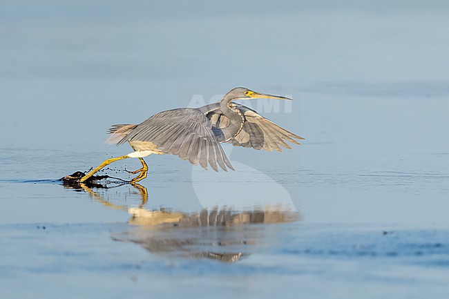 Tricolored Heron (Egretta tricolor) in swamp in Florida USA. stock-image by Agami/Marcel Burkhardt,