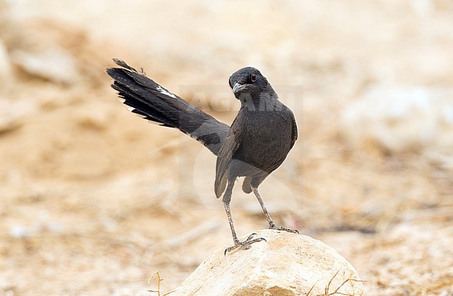 Black Scrub Robin (Cercotrichas podobe) standing on the ground at Yotvata, southern Negev desert in Israel. stock-image by Agami/David Monticelli,