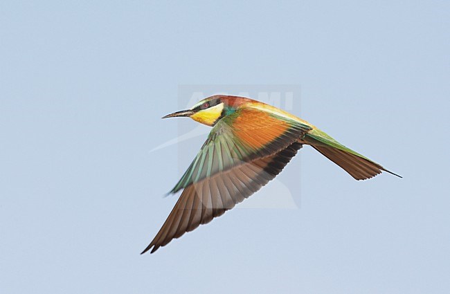 Bijeneter in de vlucht; European Bee-eater in flight stock-image by Agami/Markus Varesvuo,