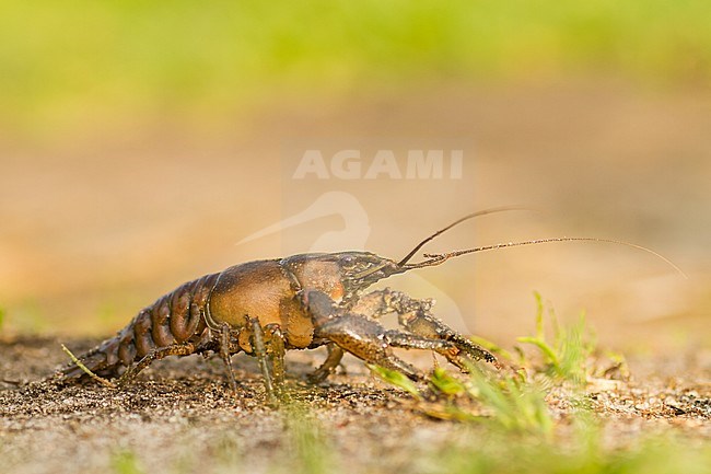 Astacus astacus - European crayfish - Edelkrebs, Poland stock-image by Agami/Ralph Martin,