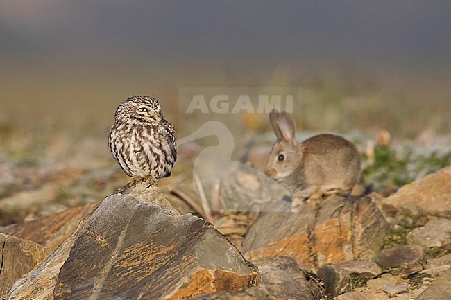 Little Owl - Steinkauz - Athene noctua vidalii, Spain, adult stock-image by Agami/Ralph Martin,