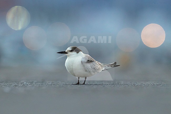 First-winter Common Tern (Sterna hirundo) on the Azores. Standing on the ground in the harbour. stock-image by Agami/Daniele Occhiato,