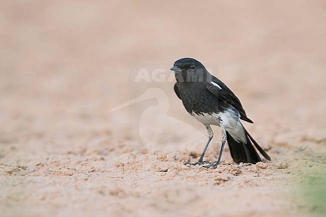 Pied Stonechat (Saxicola caprea ssp. rossorum) Tajikistan, adult male perched on the ground stock-image by Agami/Ralph Martin,
