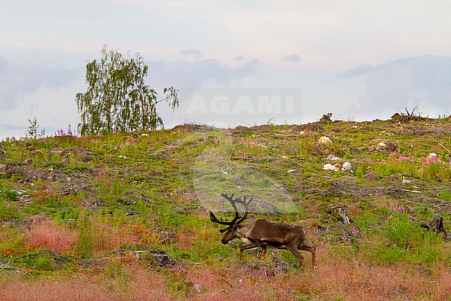 Rendier, Reindeer stock-image by Agami/Menno van Duijn,