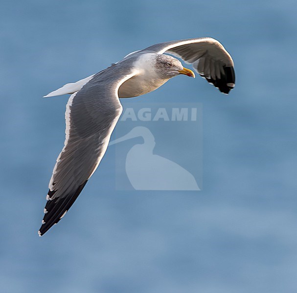Adult Atlantic Yellow-legged Gull (Larus michahellis atlantis) on the Azores in the Atlantic ocean. stock-image by Agami/Marc Guyt,