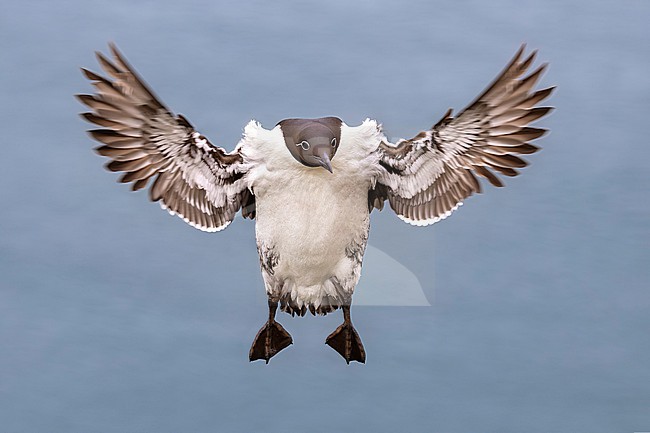 Common Guillemot (Uria aalge) in arctic Norway. Landing in the colony. stock-image by Agami/Daniele Occhiato,