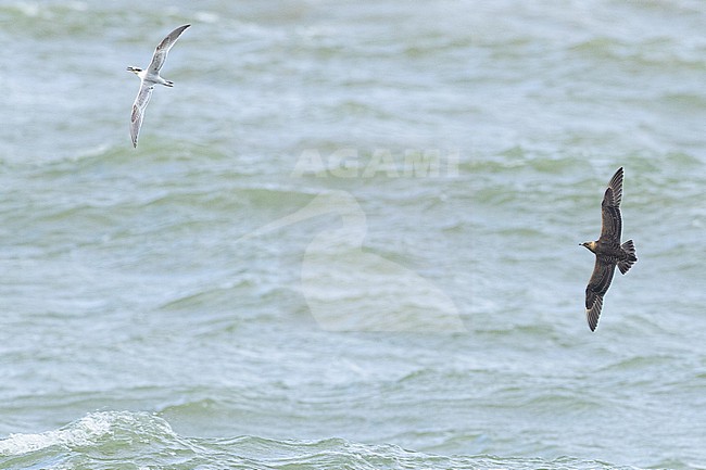  stock-image by Agami/Menno van Duijn,