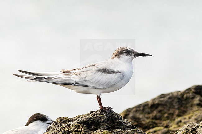 Immature Roseate Tern (Sterna dougallii) perched on a rock stock-image by Agami/Josh Jones,