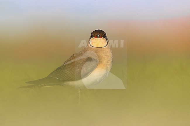 Collared Pratincole, Glareola pratincola, in Italy. stock-image by Agami/Daniele Occhiato,