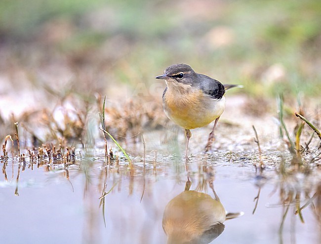 Grey Wagtail (Motacilla cinerea) perched in a pool stock-image by Agami/Roy de Haas,