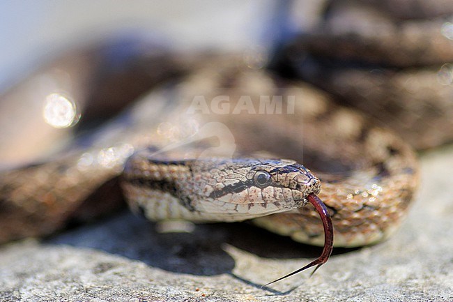 Southern Smooth Snake (Coronella girondica) taken the 09/05/2022 at Limans- France. stock-image by Agami/Nicolas Bastide,