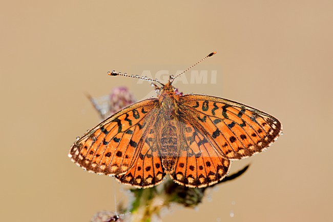 Zilveren Maan, Small Pearl-bordered Fritillary stock-image by Agami/Theo Douma,