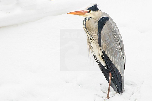 Grey Heron, Ardea cinerea adult winter  standing in the snow with orange bill of breeding plumage stock-image by Agami/Menno van Duijn,