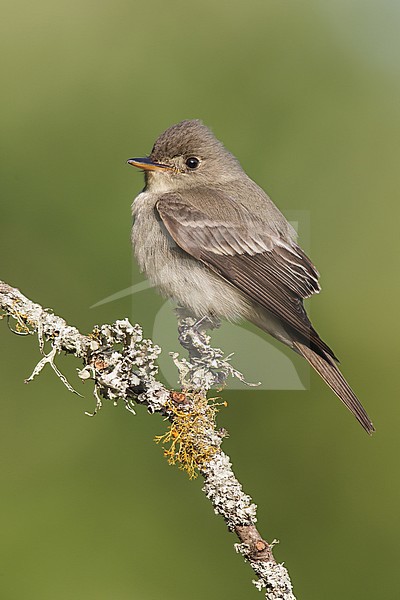 Oostelijk Bospiewie op uitkijk, Eastern Wood-Pewee on perch stock-image by Agami/Brian E Small,