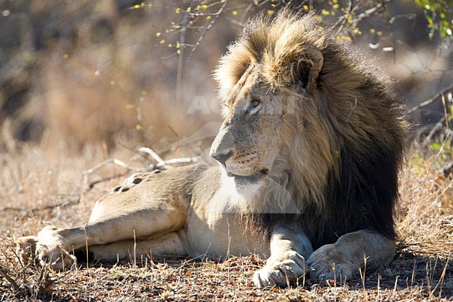 Mannetje Afrikaanse Leeuw; Male African Lion stock-image by Agami/Marc Guyt,