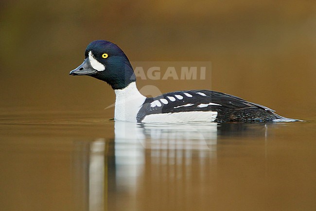 Barrow's Goldeneye (Bucephala islandica) swimming on a pond in the Okanagan Valley, BC, Canada. stock-image by Agami/Glenn Bartley,