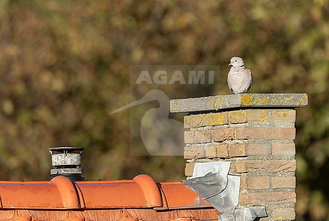 Eurasian Collared Dove (Streptopelia decaocto) in the Netherlands. Perched on a chimney. stock-image by Agami/Marc Guyt,