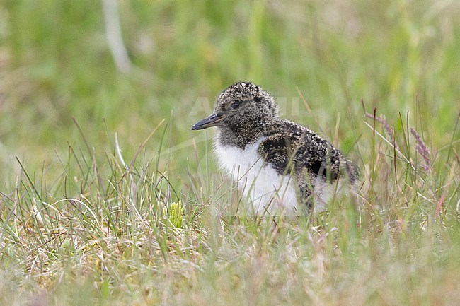 Eurasian Oystercatcher (Haematopus ostralegus), chick standing on th e ground, Southern Region, Iceland stock-image by Agami/Saverio Gatto,