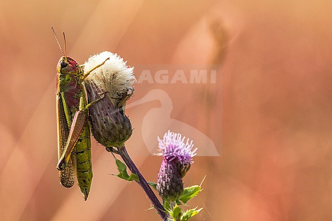 Large Marsh Grasshopper, Stethophyma grossum stock-image by Agami/Wil Leurs,