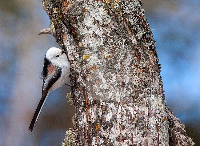Northern Long-tailed Tit (Aegithalos caudatus caudatus) in open woodland during winter on Hokkaido, Japan. Perched on side of a tree. stock-image by Agami/Marc Guyt,