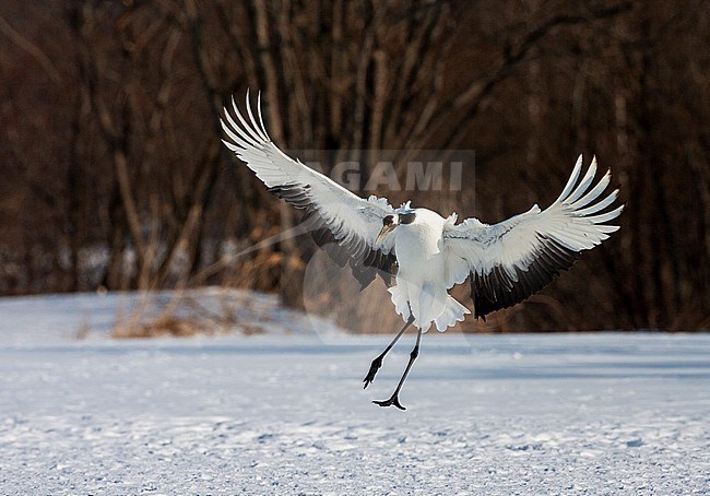 Endangered Red-crowned Crane (Grus japonensis) on Hokkaido in Japan during winter. Landing on a snow covered field. stock-image by Agami/Marc Guyt,