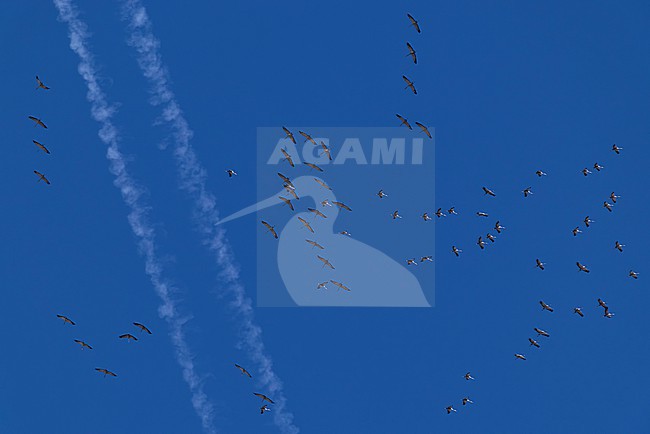 a circeling flock of common cranes (grus grus) in the blue sky with a contrail of an airplane, found near Ulaanbaatar in Mongolia stock-image by Agami/Mathias Putze,