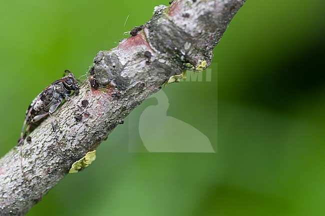 Leiopus nebulosus/linnei - Braungrauer Splintbock, Germany, imago stock-image by Agami/Ralph Martin,