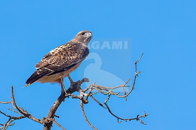 Adult
Santa Barbara Co., CA
November 2022 stock-image by Agami/Brian E Small,