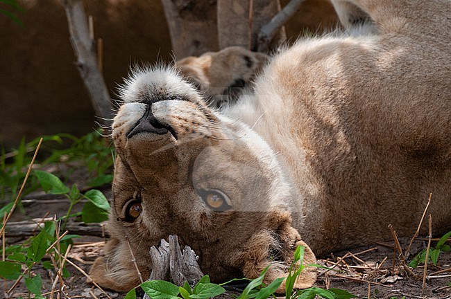 Close up portrait of a lioness, Panthera leo, resting on her back. Khwai Concession Area, Okavango, Botswana. stock-image by Agami/Sergio Pitamitz,