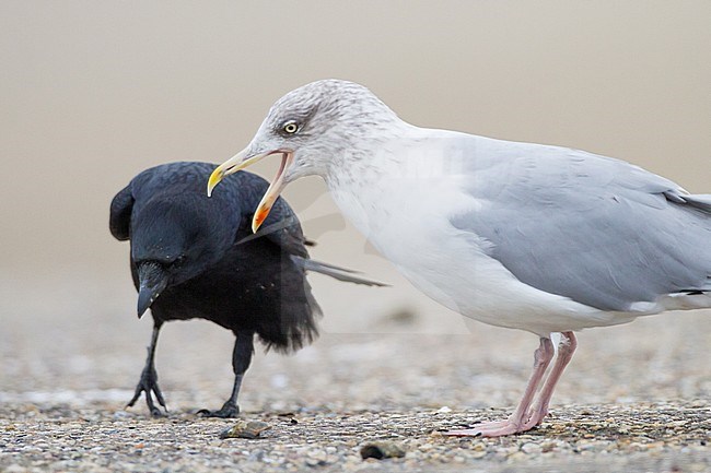 Herring Gull, Larus argentatus adult in winter plumage with crushed mussel. Carrion Crow coming in to steal the food. stock-image by Agami/Menno van Duijn,
