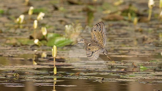 An adult male Greater Painted-snipe (Rostratula benghalensis) in flight. Seen from above. Gambia, Africa stock-image by Agami/Markku Rantala,