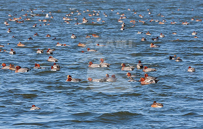 Eurasian Wigeon (Anas penelope) wintering in the Netherlands. Huge wintering flock of wigeons. stock-image by Agami/Marc Guyt,