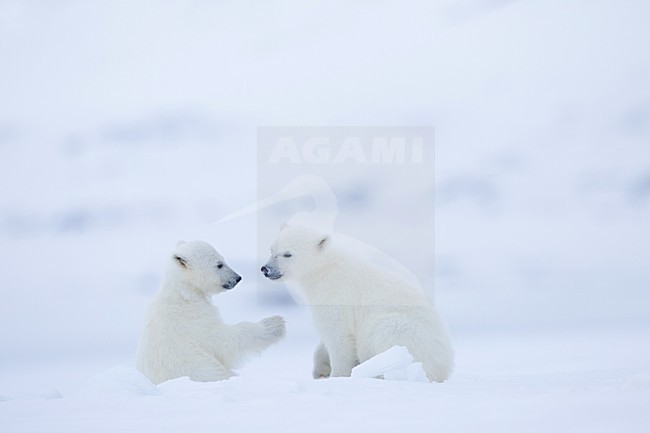 IJsbeer vrouw met jongen; Polar Bear mother with cubs stock-image by Agami/Pieter-Jan D'Hondt ,